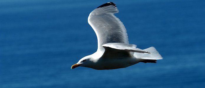 Bird Gull Seabird Beak photo