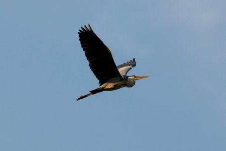 Bird Sky Fauna Beak