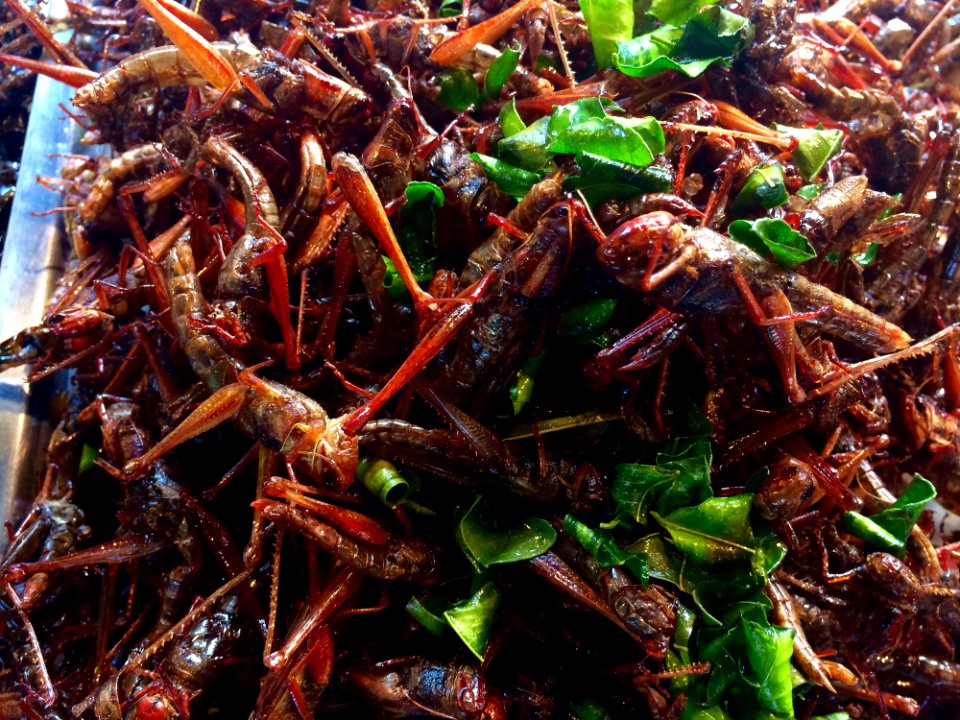 Invertebrate Insect Chapulines Seafood