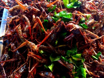 Invertebrate Insect Chapulines Seafood