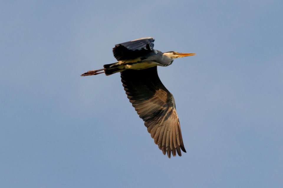Bird Fauna Beak Sky