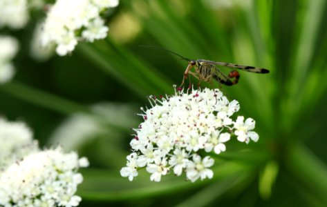 Cow Parsley Parsley Family Insect Nectar