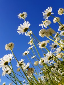 Flower Sky Oxeye Daisy Flora