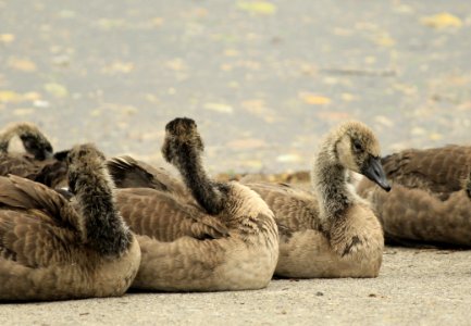 Fauna Water Bird Ducks Geese And Swans Beak photo