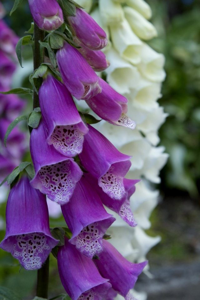 Flower Digitalis Purple Flora
