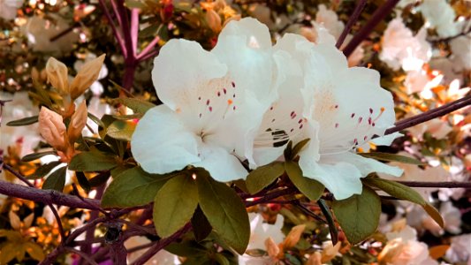 Plant Flower Pink Flora