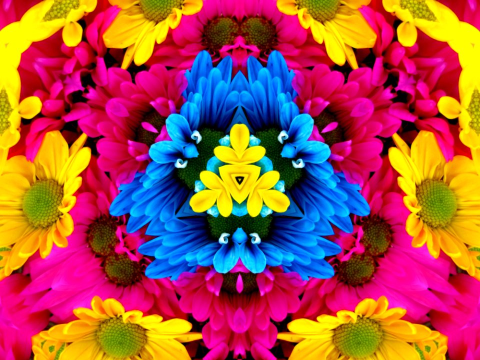 Flower Yellow Flora Petal