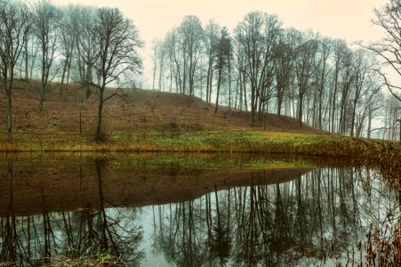 Reflection Water Nature Tree
