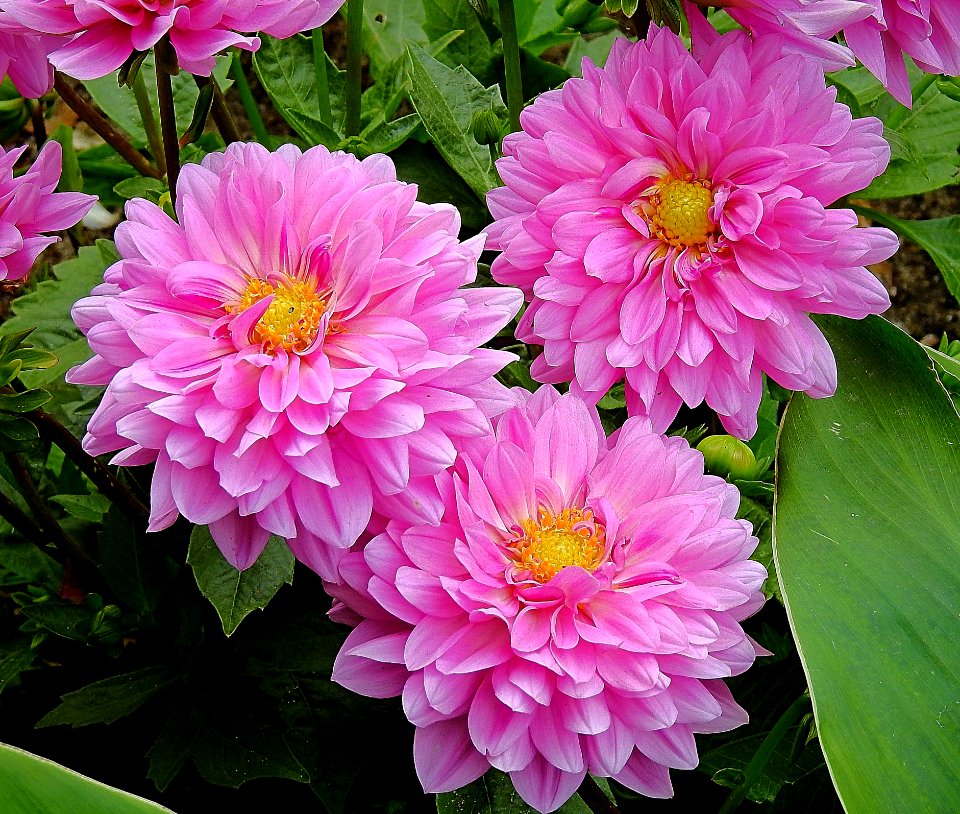 Flower Pink Plant Flora