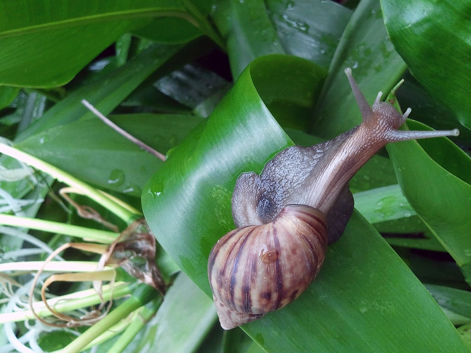 Spiral live aquatic