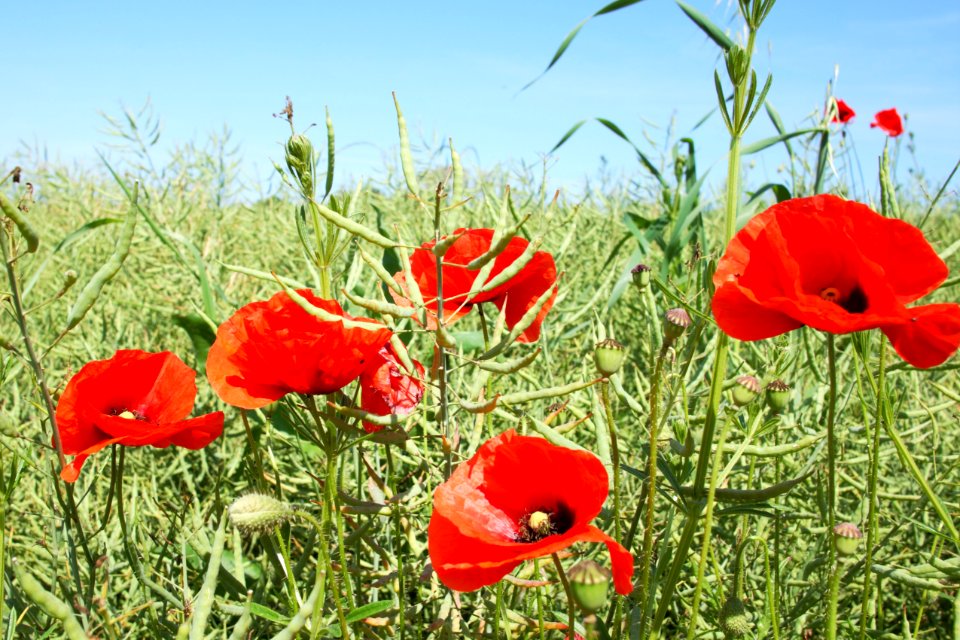 Flower Field Ecosystem Wildflower