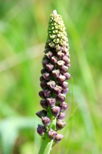 Flora Plant Flower Lavender