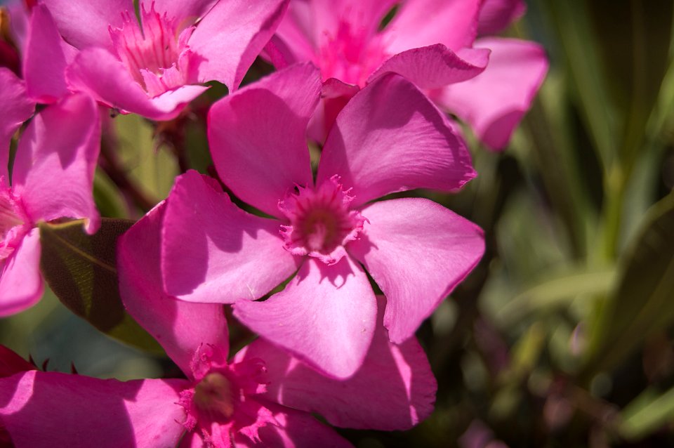 Flower Pink Plant Flora