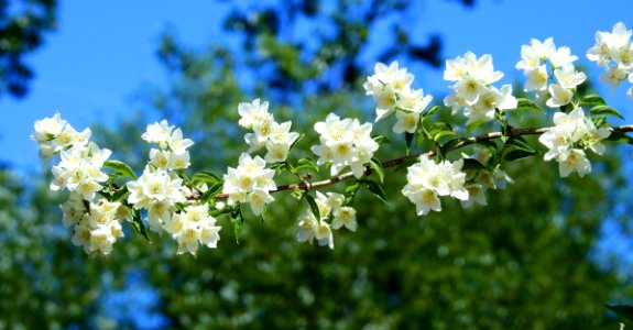 Flower Spring Sky Blossom