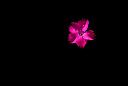 Red Flower Pink Petal