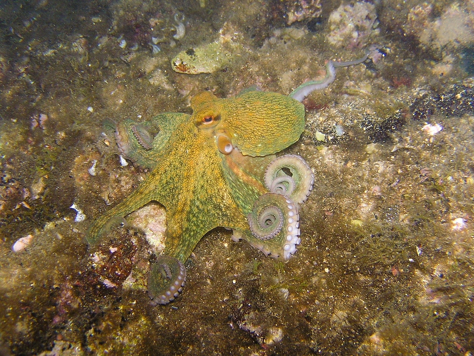 Diving underwater croatia