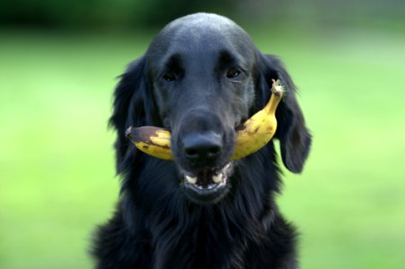 Dog Dog Breed Dog Like Mammal Flat Coated Retriever photo