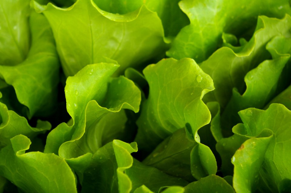 Leaf Vegetable Lettuce Leaf Close Up