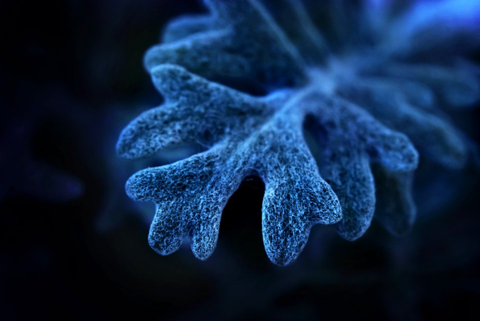 Water Macro Photography Close Up Organism