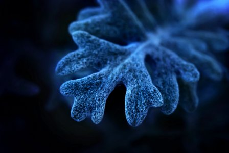 Water Macro Photography Close Up Organism