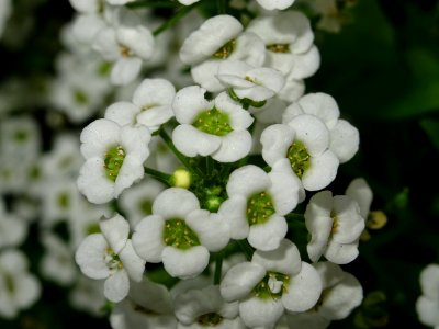 White Flower Flora Viburnum photo