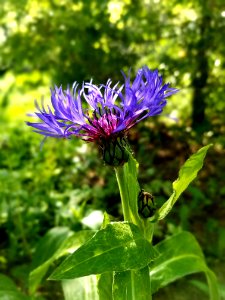 Flower Plant Flora Aster