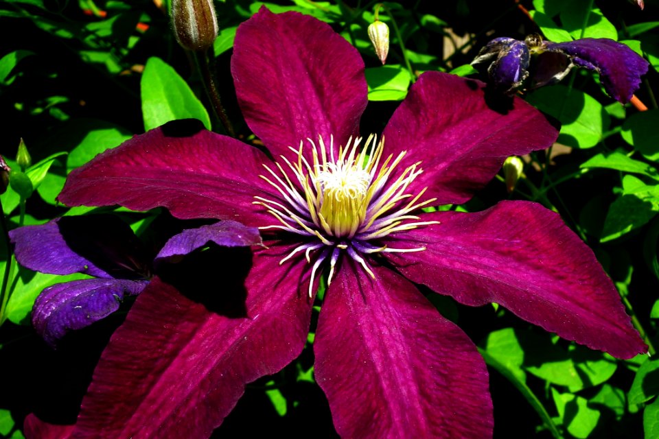 Flower Plant Purple Flora