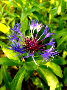 Flower Plant Flora Purple photo