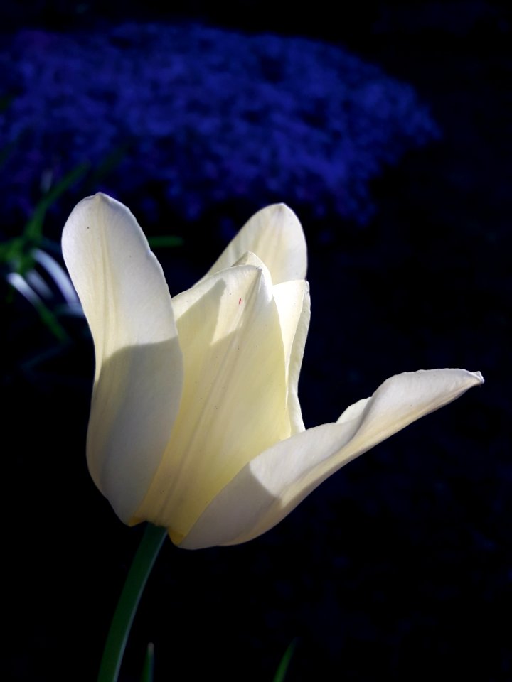 Flower Plant White Flowering Plant
