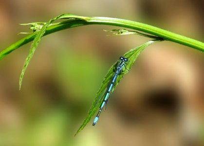 Water Leaf Dew Moisture