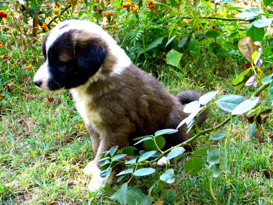 Dog Dog Like Mammal Dog Breed Dog Breed Group