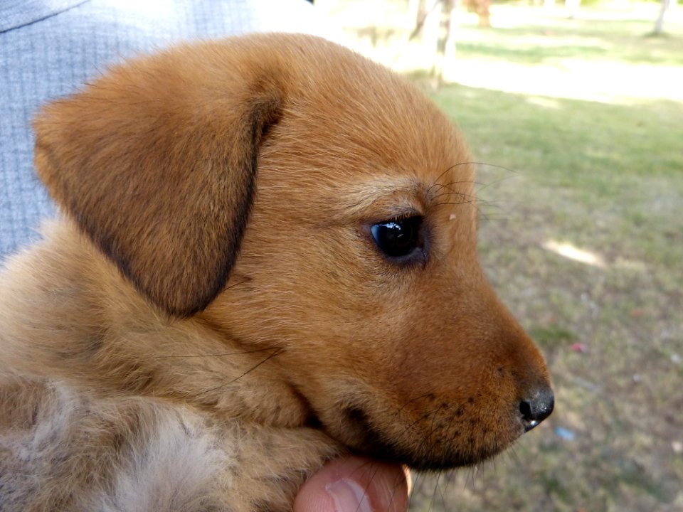 Dog Dog Like Mammal Dog Breed Dog Breed Group photo