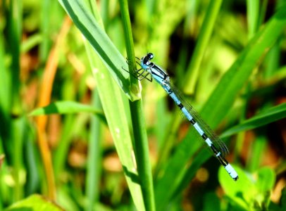 Insect Dragonflies And Damseflies Damselfly Dragonfly photo