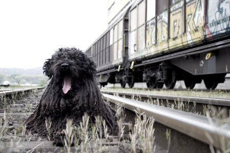 Dog Like Mammal Dog Dog Breed Snout