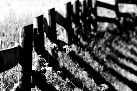 White Black Photograph Black And White