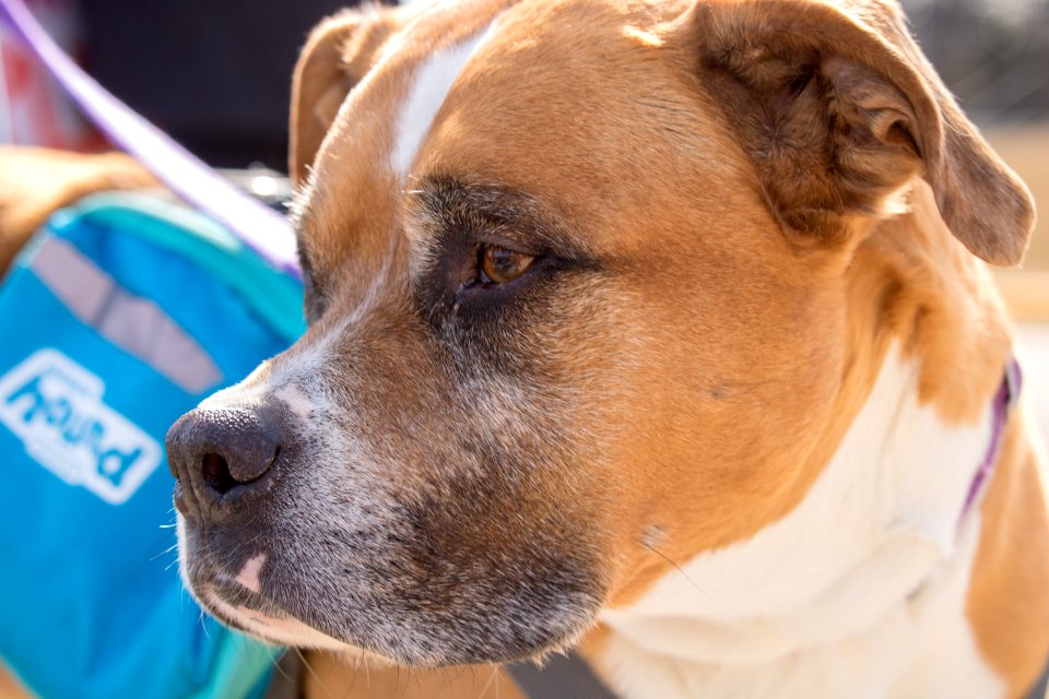 Dog Dog Breed Snout Dog Like Mammal