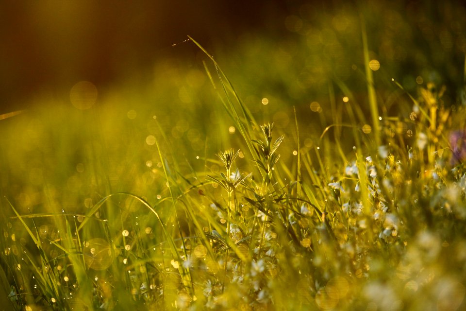 Water Grass Vegetation Moisture photo