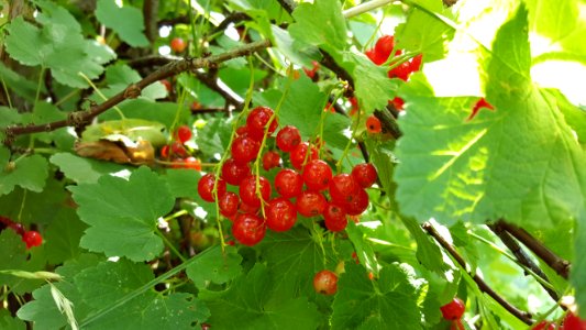 Fruit Berry Mulberry Plant photo