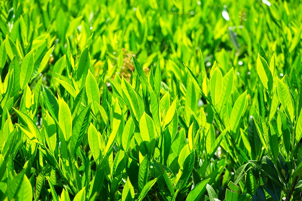 Light green shades of green bright