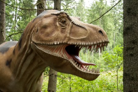 Dinosaur Terrestrial Animal Fauna Tyrannosaurus