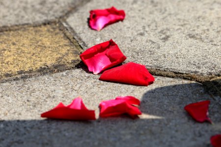 Red Petal Flower