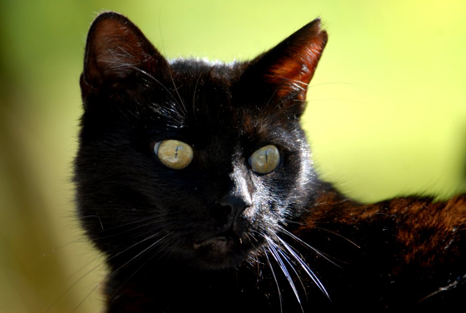 Cat Black Cat Whiskers Small To Medium Sized Cats