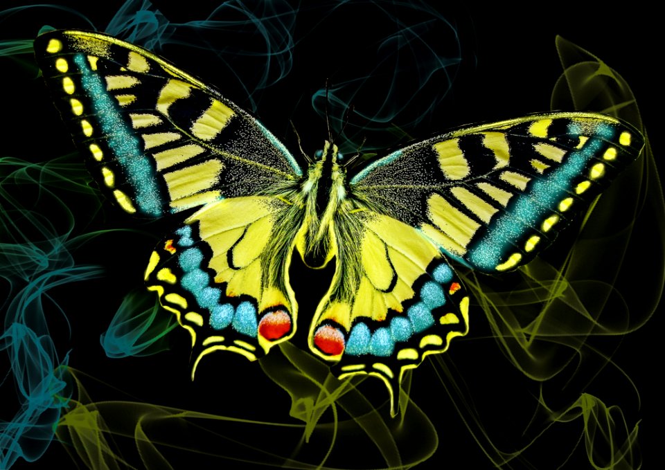 Butterfly Moths And Butterflies Insect Invertebrate