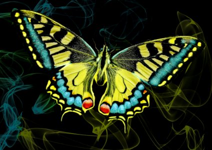 Butterfly Moths And Butterflies Insect Invertebrate