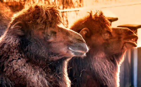 Fauna Camel Like Mammal Camel Bison