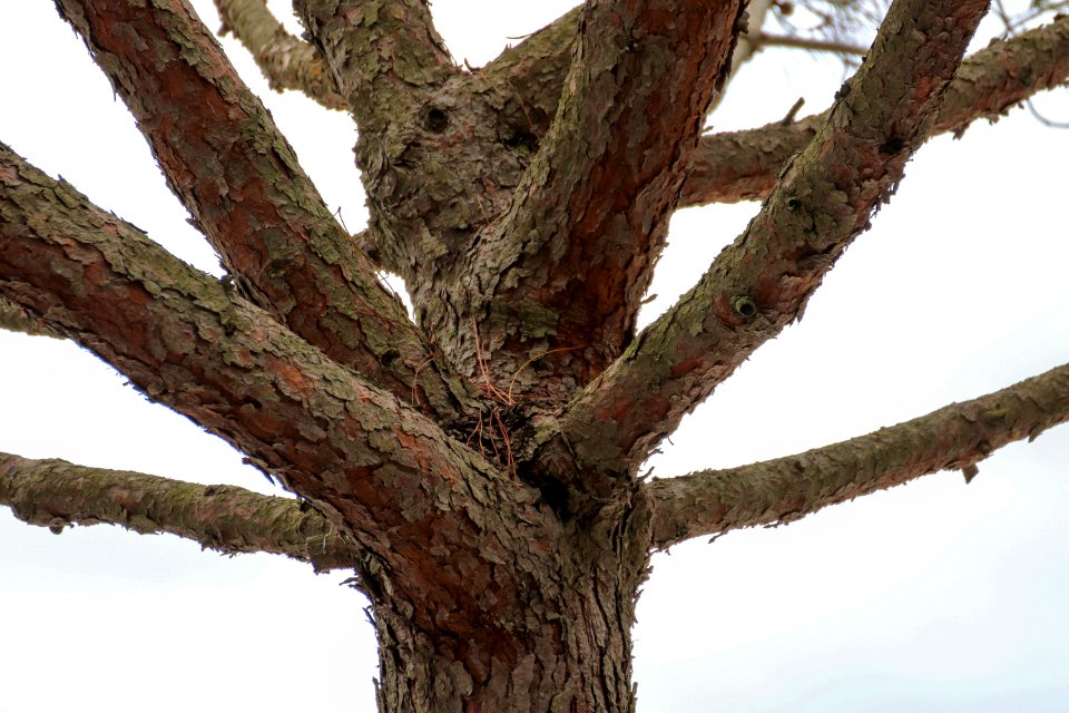 Tree Branch Woody Plant Trunk