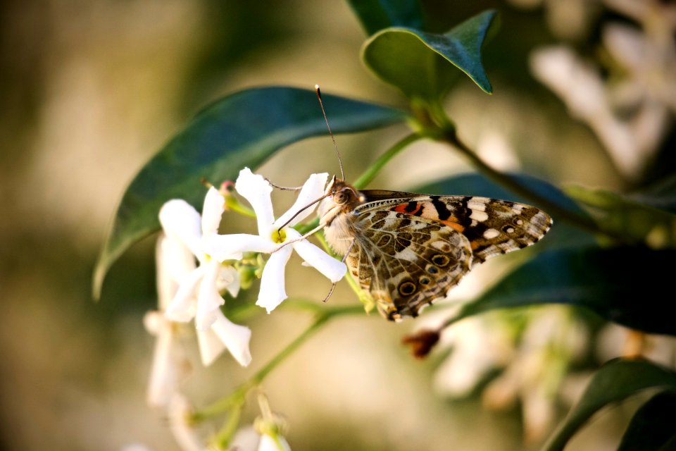 Insect Moths And Butterflies Butterfly Pollinator