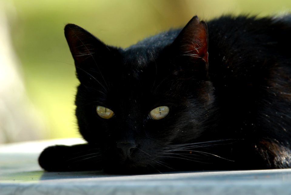Cat Black Cat Black Whiskers
