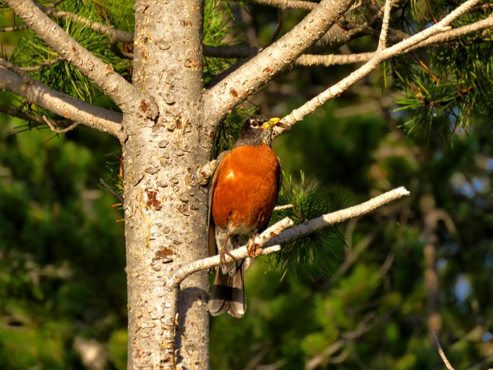 Bird Fauna Beak Old World Flycatcher