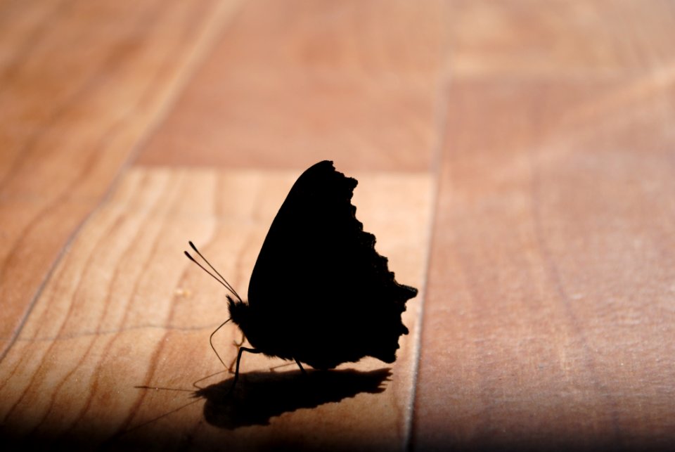 Moths And Butterflies Butterfly Insect Moth